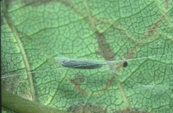Spokojená larva na svém listě